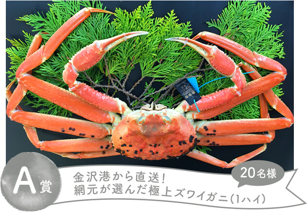 A賞 金沢港から直送!網元が選んだ極上ズワイガニ(1ハイ) 20名様
