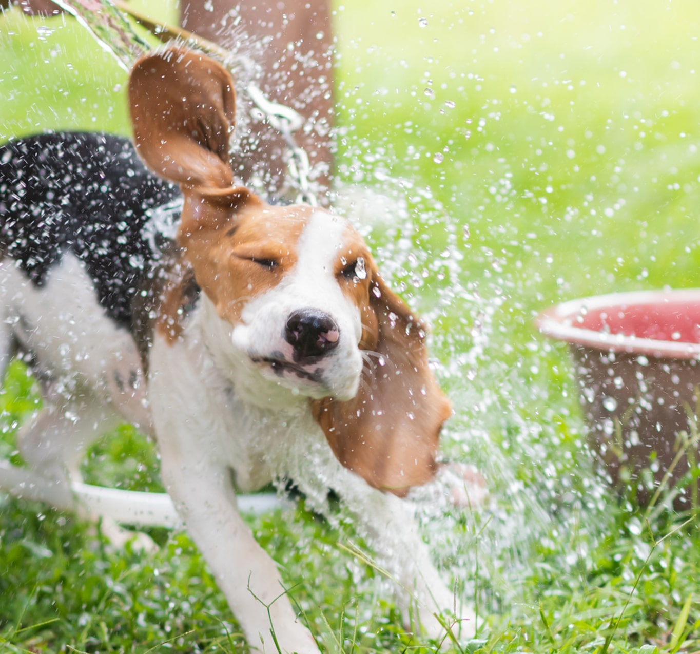 愛犬用オーガニックシャンプー